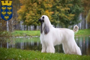 Read more about the article Afghan Hound breeders and puppies in Lower Austria