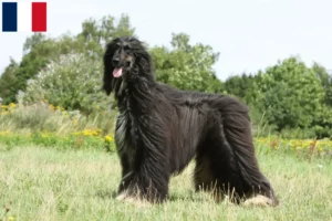 Read more about the article Afghan Hound breeders and puppies in Martinique