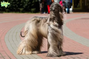 Read more about the article Afghan Hound breeder and puppies in Midtjylland