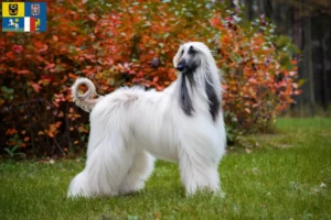 Read more about the article Afghan Hound breeders and puppies in Moravia-Silesia