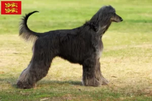 Read more about the article Afghan Hound breeders and puppies in Normandy