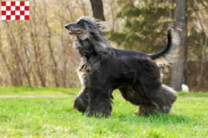Read more about the article Afghan Hound breeders and puppies in North Brabant