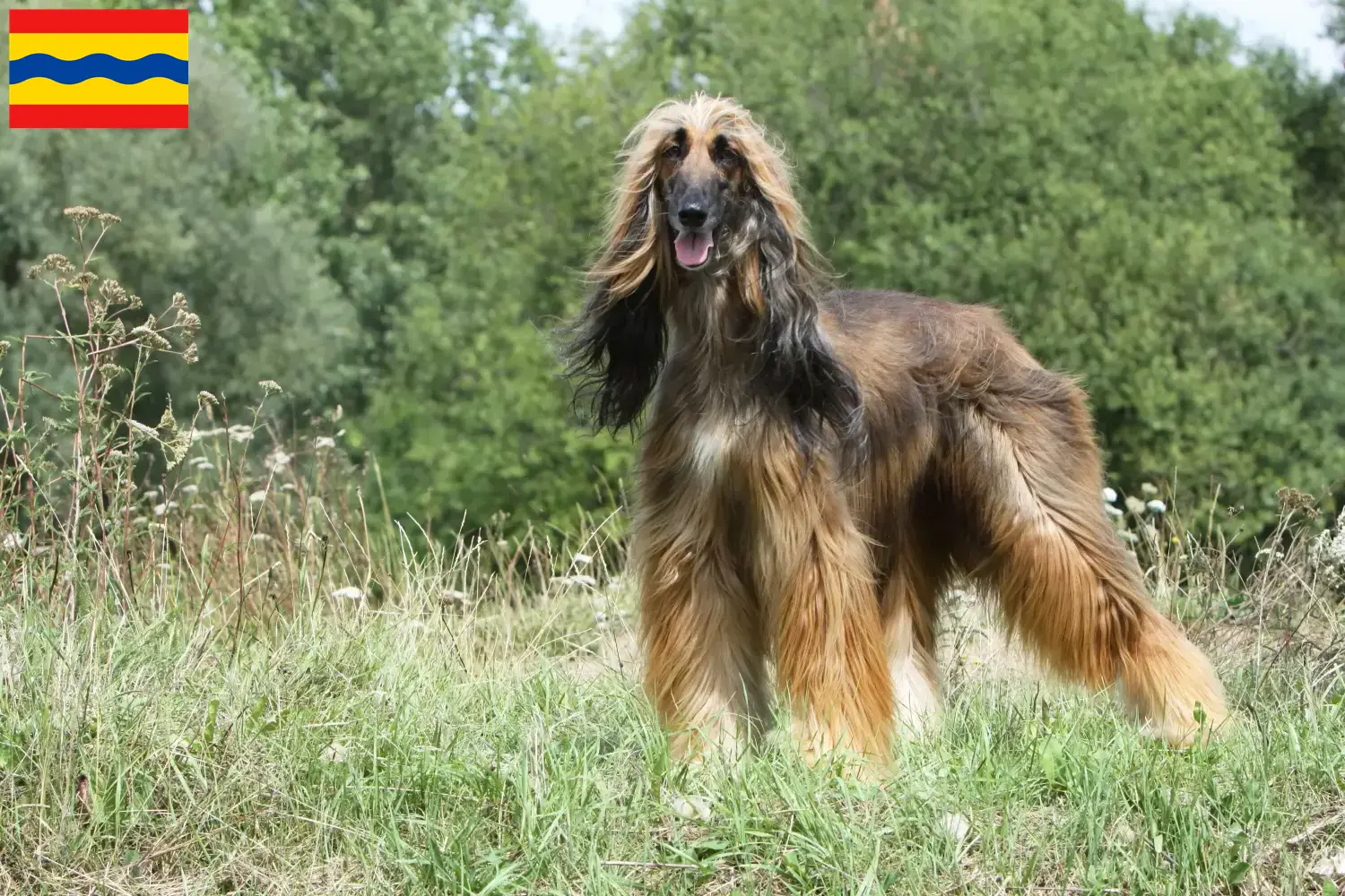 Read more about the article Afghan Hound breeder and puppies in Overijssel