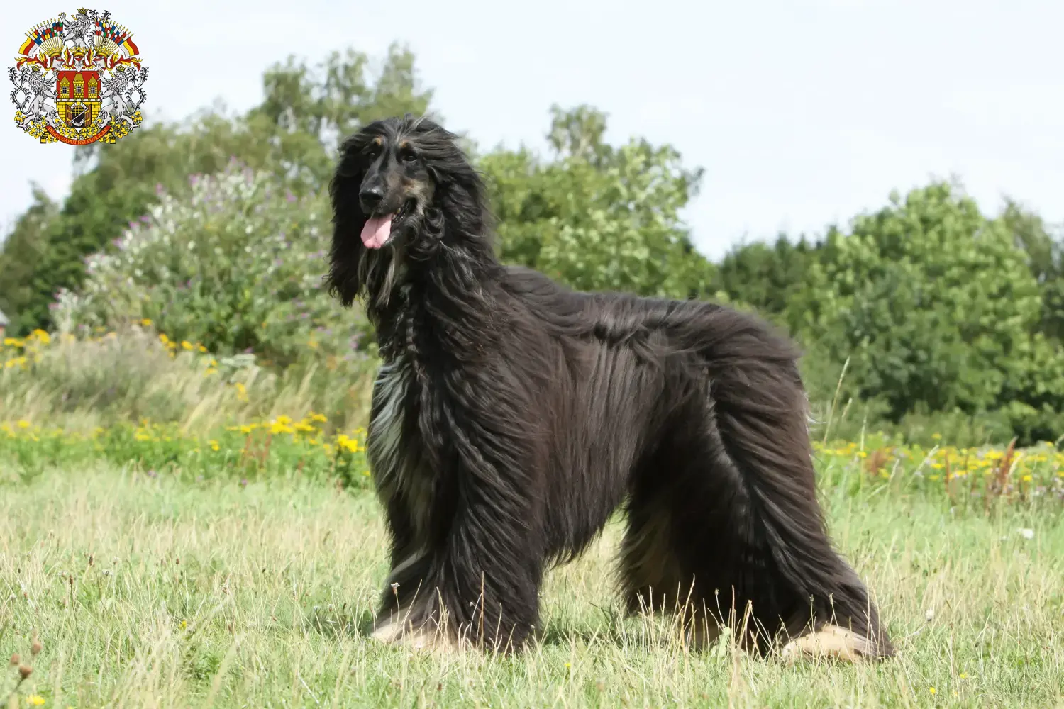 Read more about the article Afghan Hound breeder and puppies in Prague