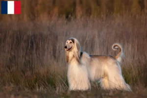 Read more about the article Afghan greyhound breeders and puppies in Réunion