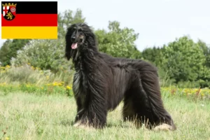 Read more about the article Afghan Hound breeders and puppies in Rhineland-Palatinate