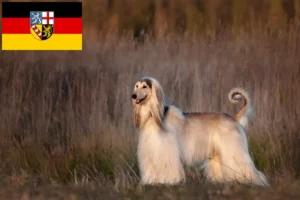 Read more about the article Afghan Hound breeders and puppies in Saarland