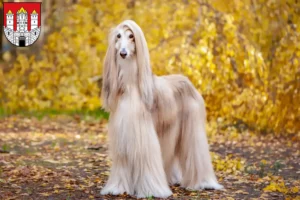 Read more about the article Afghan Hound breeder and puppies in Salzburg