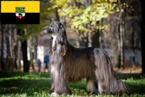 Read more about the article Afghan Hound breeders and puppies in Saxony-Anhalt