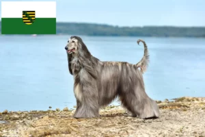 Read more about the article Afghan Hound breeders and puppies in Saxony