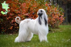 Read more about the article Afghan Hound breeder and puppies in Sjælland
