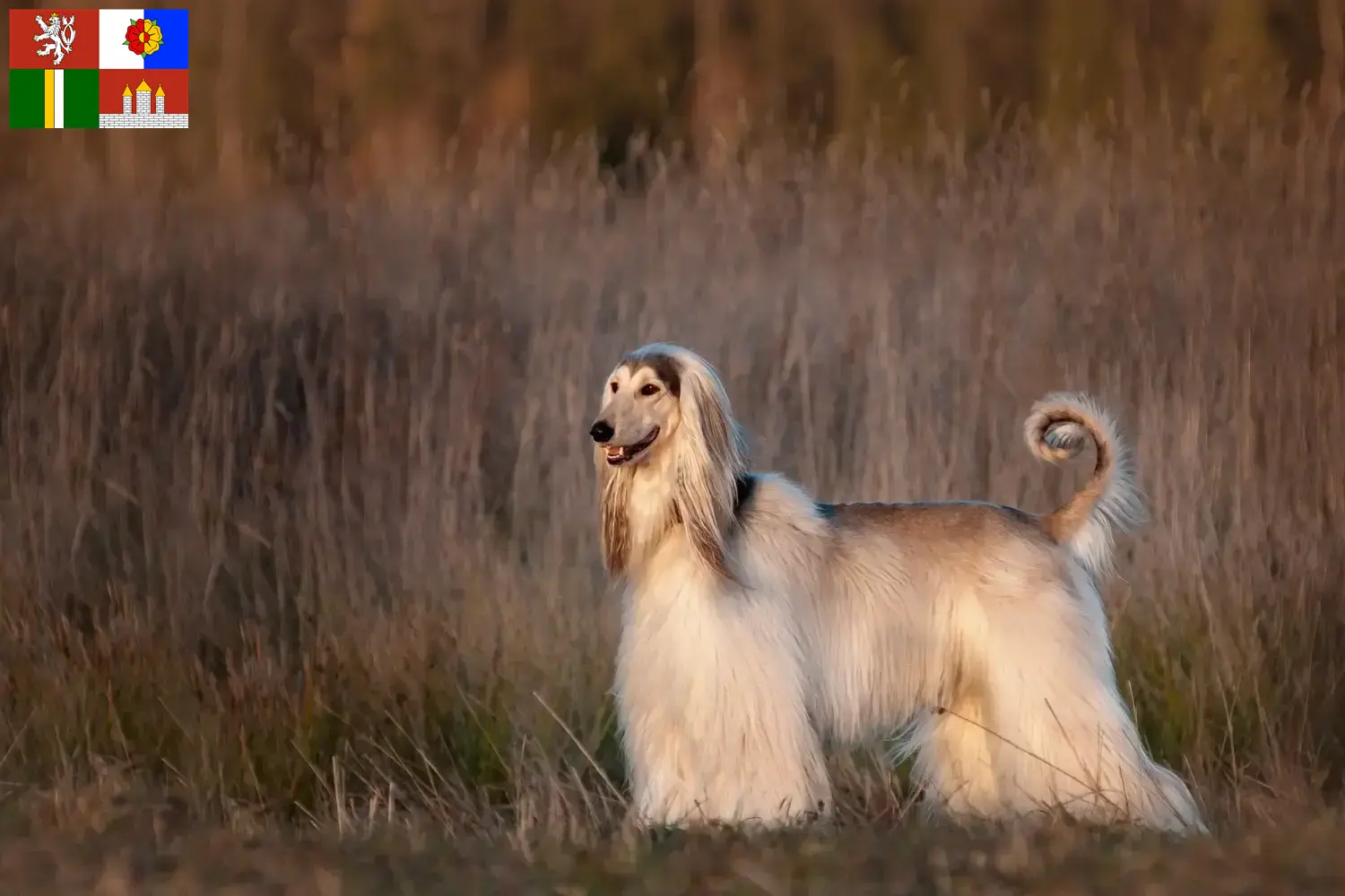 Read more about the article Afghan Hound breeder and puppies in South Bohemia