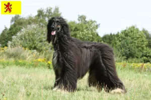 Read more about the article Afghan Hound breeders and puppies in South Holland