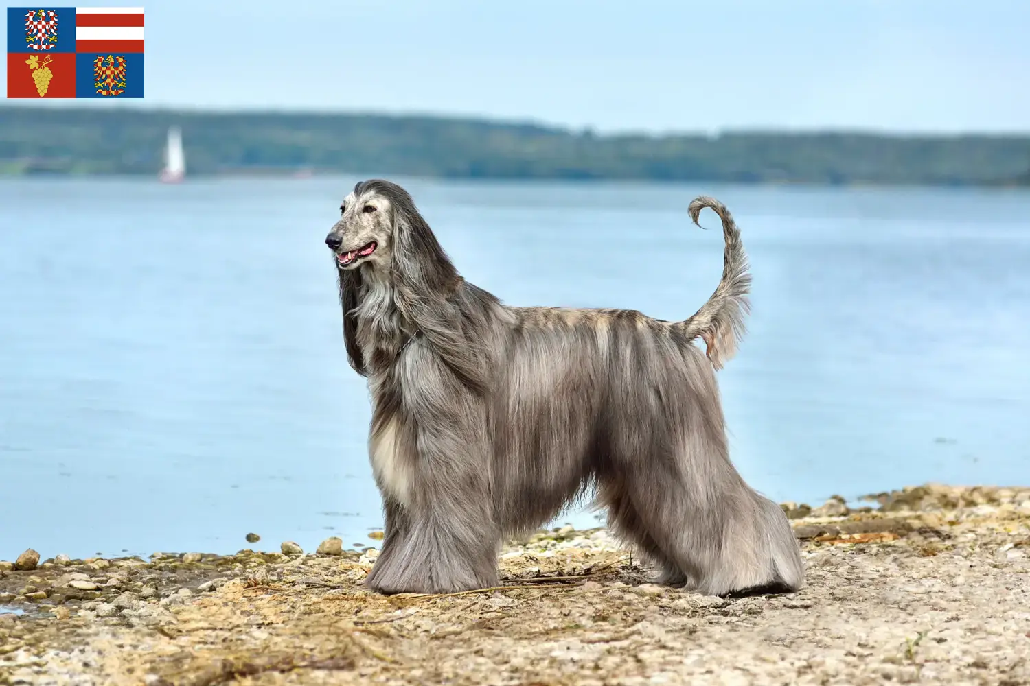 Read more about the article Afghan Hound breeders and puppies in South Moravia