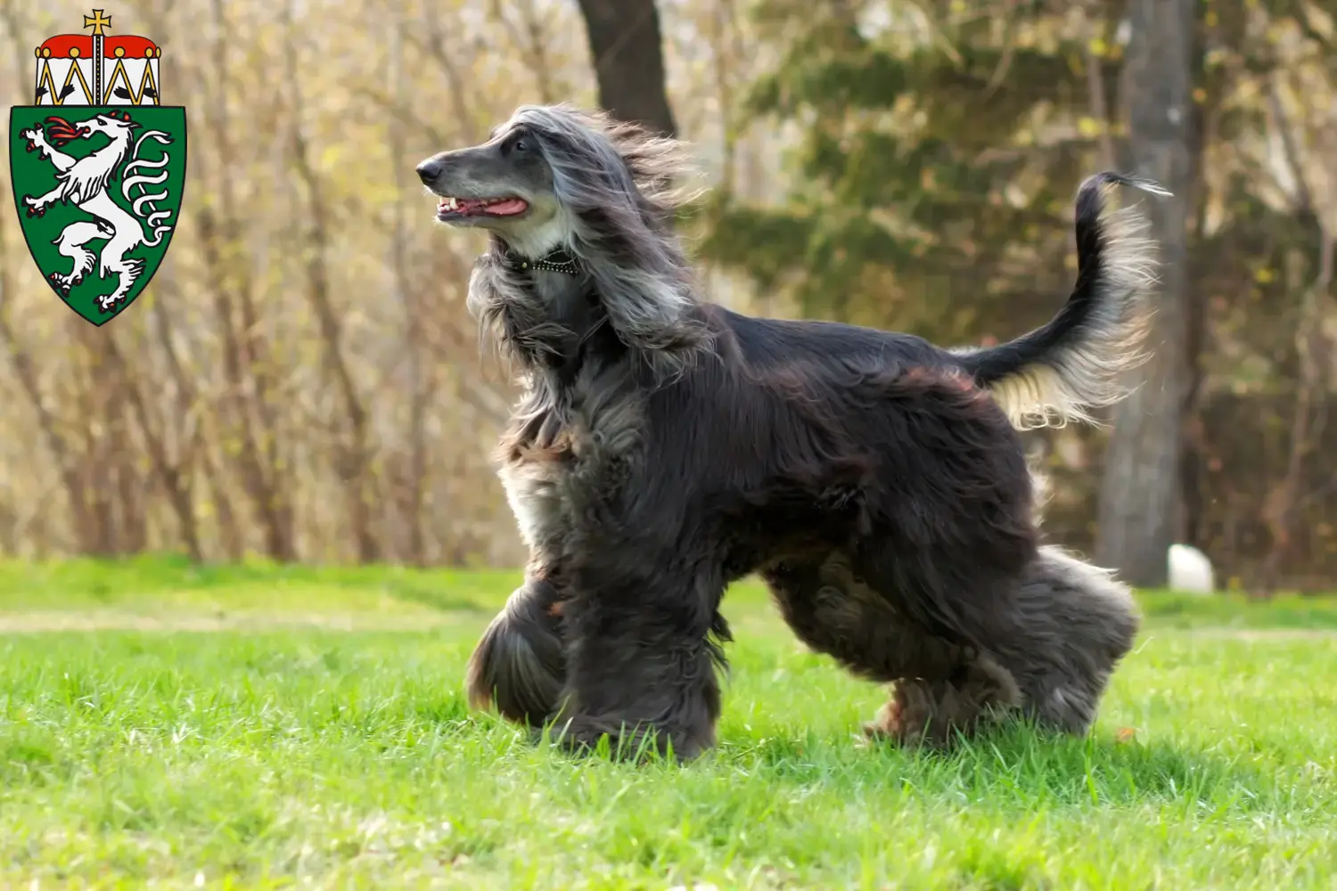 Read more about the article Afghan Hound breeders and puppies in Styria