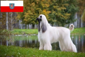 Read more about the article Afghan Hound breeders and puppies in Thuringia