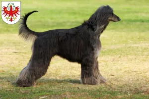 Read more about the article Afghan Hound breeders and puppies in Tyrol