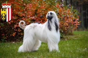 Read more about the article Afghan Hound breeders and puppies in Upper Austria