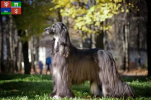 Read more about the article Afghan Hound breeder and puppies in Ústí