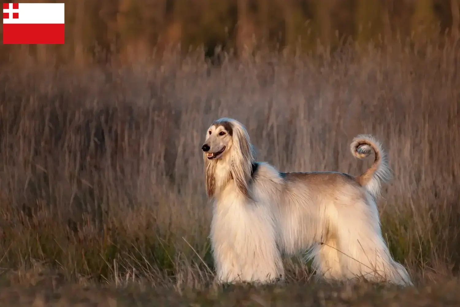 Read more about the article Afghan Hound breeder and puppies in Utrecht