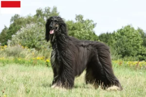 Read more about the article Afghan Hound breeder and puppies in Vienna