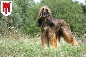 Read more about the article Afghan Hound breeders and puppies in Vorarlberg