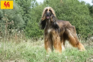 Read more about the article Afghan Hound breeders and puppies in Walloon Region