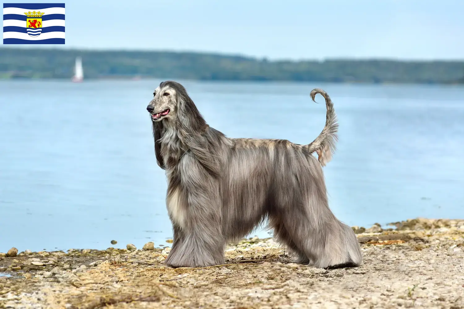 Read more about the article Afghan Hound breeder and puppies in Zeeland