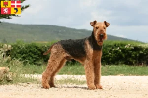 Read more about the article Airedale Terrier breeders and puppies in Auvergne-Rhône-Alpes