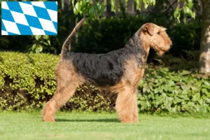 Read more about the article Airedale Terrier breeders and puppies in Bavaria