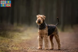 Read more about the article Airedale Terrier breeders and puppies in Bourgogne-Franche-Comté