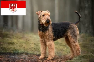 Read more about the article Airedale Terrier breeders and puppies in Brandenburg