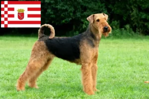 Read more about the article Airedale Terrier breeders and puppies in Bremen