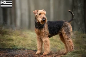 Read more about the article Airedale Terrier breeders and puppies in Brittany