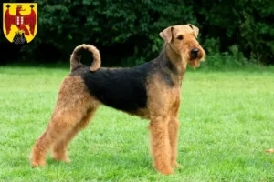 Read more about the article Airedale Terrier breeders and puppies in Burgenland