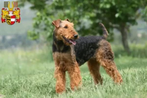 Read more about the article Airedale Terrier breeders and puppies in Carinthia