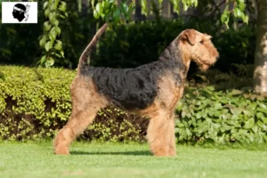 Read more about the article Airedale Terrier breeders and puppies in Corsica