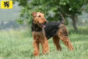 Read more about the article Airedale Terrier breeders and puppies in Flanders