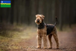 Read more about the article Airedale Terrier breeders and puppies in Flevoland