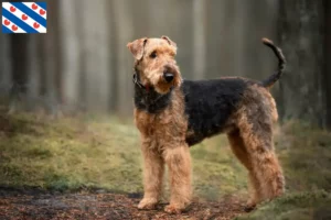 Read more about the article Airedale Terrier breeders and puppies in Friesland