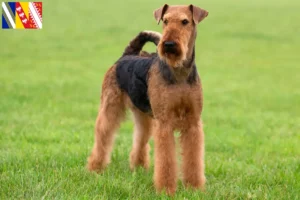 Read more about the article Airedale Terrier breeders and puppies in Grand Est