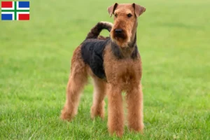 Read more about the article Airedale Terrier breeders and puppies in Groningen