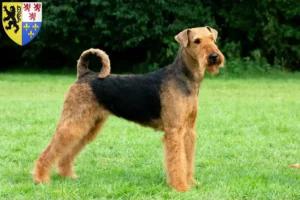 Read more about the article Airedale Terrier breeders and puppies in Hauts-de-France