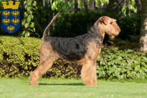 Read more about the article Airedale Terrier breeders and puppies in Lower Austria