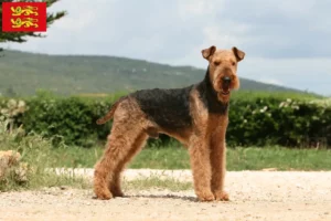 Read more about the article Airedale Terrier breeders and puppies in Normandy