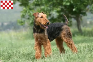 Read more about the article Airedale Terrier breeders and puppies in North Brabant