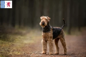 Read more about the article Airedale Terrier breeders and puppies in Nouvelle-Aquitaine