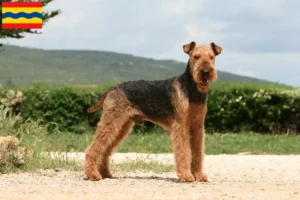 Read more about the article Airedale Terrier breeders and puppies in Overijssel