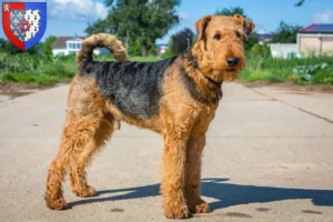 Read more about the article Airedale Terrier breeders and puppies in Pays de la Loire