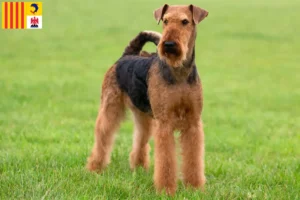 Read more about the article Airedale Terrier breeders and puppies in Provence-Alpes-Côte d’Azur